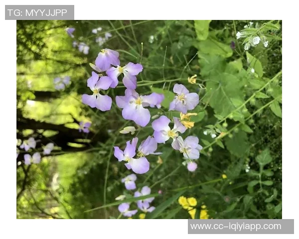 奥斯卡回忆疫情期间差点加盟巴萨愿意低薪为球队效力六个月 奥斯卡回忆疫情期间差点加盟巴萨愿意低薪为球队效力六个月